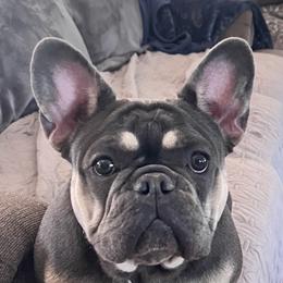 Frankie - French Bulldog