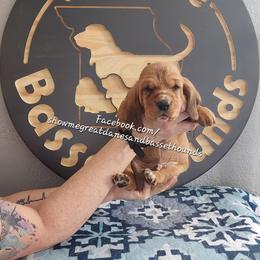 Black collar - Mahogany and white male Basset Hound puppy in Alton, Illinois from Show Me Great Danes and Basset Hounds