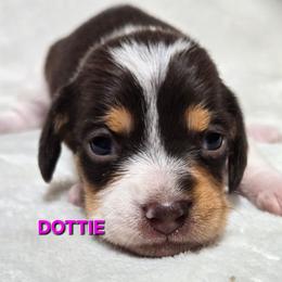Dottie-soft wirehair - Chocolate and tan female Dachshund puppy in Blair, Oklahoma from North Fork Doxies-Okla