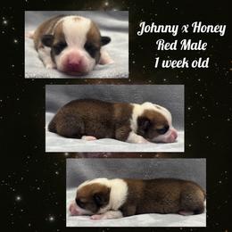 Red male - Red male Pembroke Welsh Corgi puppy in Stephenville, Texas from Rising JM Pembrokes