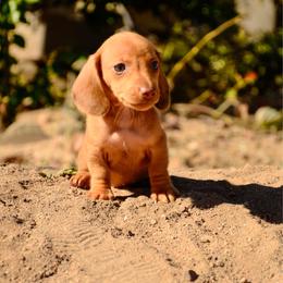 Twinkie - Cream female Dachshund puppy in Surprise, Arizona from Molina Family Farms