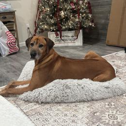 Drifter - Rhodesian Ridgeback