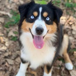 River - Miniature American Shepherd