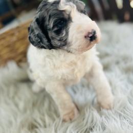 Preston - Merle male Bernedoodle puppy in Natural Bridge, Virginia from Rockbridge Puppies