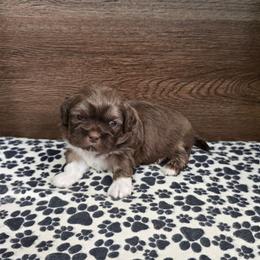 Trixy Boy 1 - Liver male Shih Tzu puppy in Meadows Of Dan, Virginia from Walt’s Shih Tzus