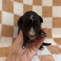 Elizabeth - Black and white female Bernedoodle puppy in Holden, Missouri from Mid-West Bernedoodles