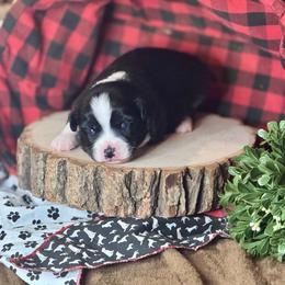 Inky - Black & white male Miniature Australian Shepherd puppy in California from Eagle River Aussies