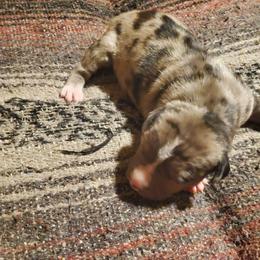 Lyra - Blue female American Pit Bull Terrier puppy in Frederick, Maryland from •Wyngate Pits•