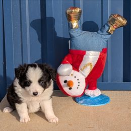 Cooper - Black tri male Miniature Australian Shepherd puppy in Lufkin, Texas from Texas Lil Cowdogs