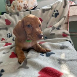 Green - Red male Dachshund puppy in Cumby, Texas from Dog Daze Ranch