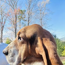 Basset Hound Puppies from Smith Family Farms Basset Hounds
