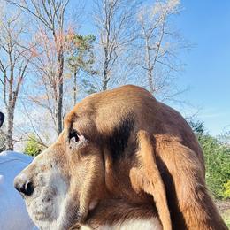 Basset Hound Puppies from Smith Family Farms Basset Hounds