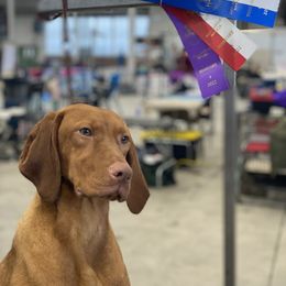 Astrid - Vizsla