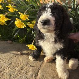 Aussiedoodle, Australian Shepherd, and Poodle Puppies from Love my doodles/ Aussiedoodle love