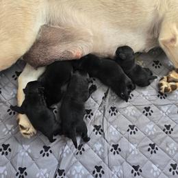 Girl 2 - Black female Labrador Retriever puppy in Seymour, Tennessee from Pride of the Southland Labs