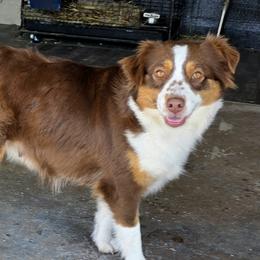 Ginger - Miniature Australian Shepherd