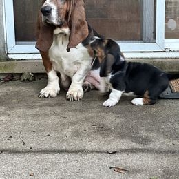 Basset Hound Puppies from Basset Hound Puppies of Michigan
