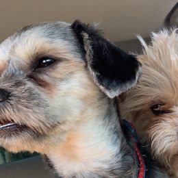Shih Tzus from Dyminarough Kennel