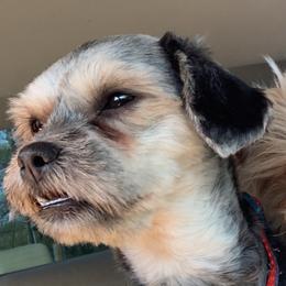 Shih Tzus from Dyminarough Kennel