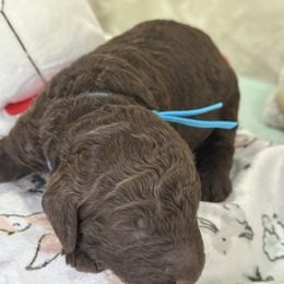 Dean - Brown male Poodle puppy in Lakeland, Florida from Gulfside Poodles