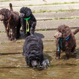 Poodle Puppies from Wispynook Poodles