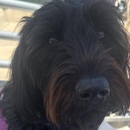 Labradoodles from LG Labradoodles