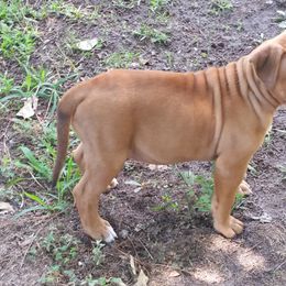 American Staffordshire Terrier Puppies from Diane Guilmette
