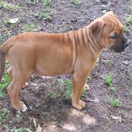 American Staffordshire Terrier Puppies from Diane Guilmette