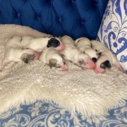 Borzoi Puppies from Ivanhoe Borzoi
