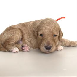 Moose - Cream male Goldendoodle puppy in Pulaski, Tennessee from Doodle My Heart