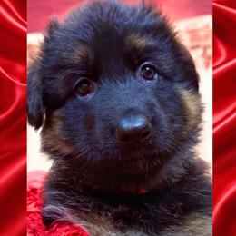 POSH - Black and red female German Shepherd puppy in Yorkville, Illinois from Vom Archbold Haus World Class German Shepherds