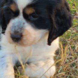 English Springer Spaniel Puppies from Savannah River Springers