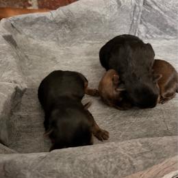 Girl 1 - Black and gold female Yorkshire Terrier puppy in Newman, California from Central Valley Yorkies
