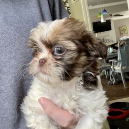 Pomeranian and Shih Tzu Puppies from Laik’s Little Shihtz & Poms