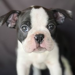 Boston Terrier Puppies from Bluewater Bostons