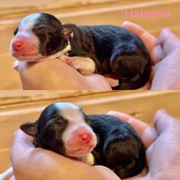 Halaena - Black and white female Border Collie puppy in Santa Cruz, California from Von Guadachi German Shepherds & Audacity Border Collies