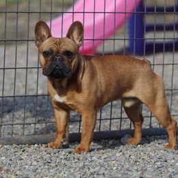 Roman - French Bulldog