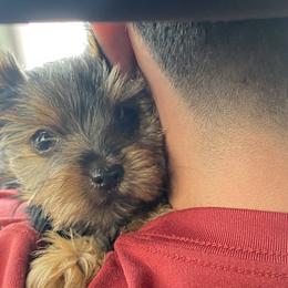 Yorkshire Terriers from Blooming Beauties 🌼