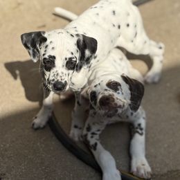 Lumpy - White and black male Dalmatian puppy in Fort Cavasos, Texas from Mainstreet Dalmation