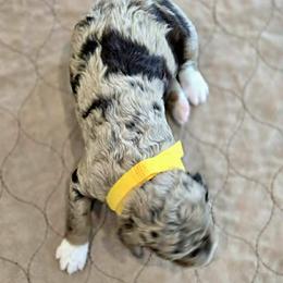 Assorted Doodle Crosses and Poodle Puppies from Royal T Acres