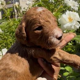 Beaux - Red  male Poodle puppy in Corona, California from Garden Of Poodles
