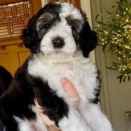 Yaquina - Black and white female Sheepadoodle puppy in Roseburg, Oregon from Sharon’s Sheepadoodle’s