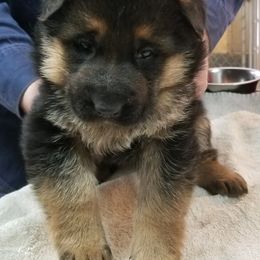 German Shepherd Puppies from Morning Mist Farm