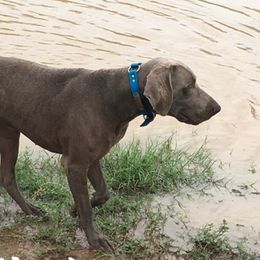 Oliver - Weimaraner