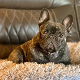 Tink - French Bulldog