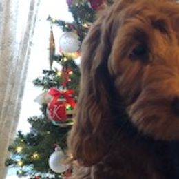 Marley - Goldendoodle puppy from Coppers Mountain Goldendoodles