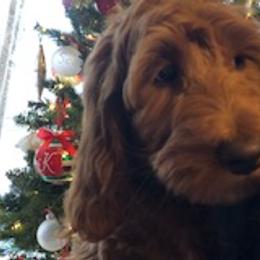 Marley - Goldendoodle puppy from Coppers Mountain Goldendoodles