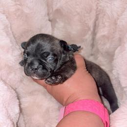 Blue collar - Brindle male French Bulldog puppy in Humble, Texas from Mary_Lands_dog_kennels