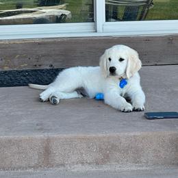 Golden Retriever Puppies from Mountain Sky Goldens   https://youtu.be/30SVQesEtig?si=CMjASv_Tza1VKSNt