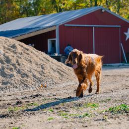 Irish Setter All Grown Up from Ol' Red Ranch